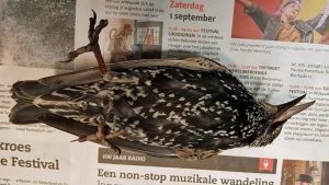 bird dead at netherland park