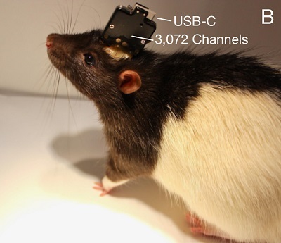 Neuralink’s system embedded in a laboratory rat